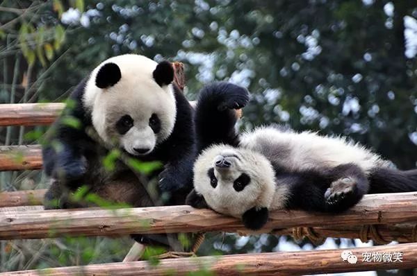 “外交天使”熊猫，各国是如何对待熊猫的呢？插图2