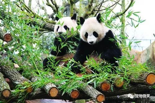 “外交天使”熊猫，各国是如何对待熊猫的呢？插图4